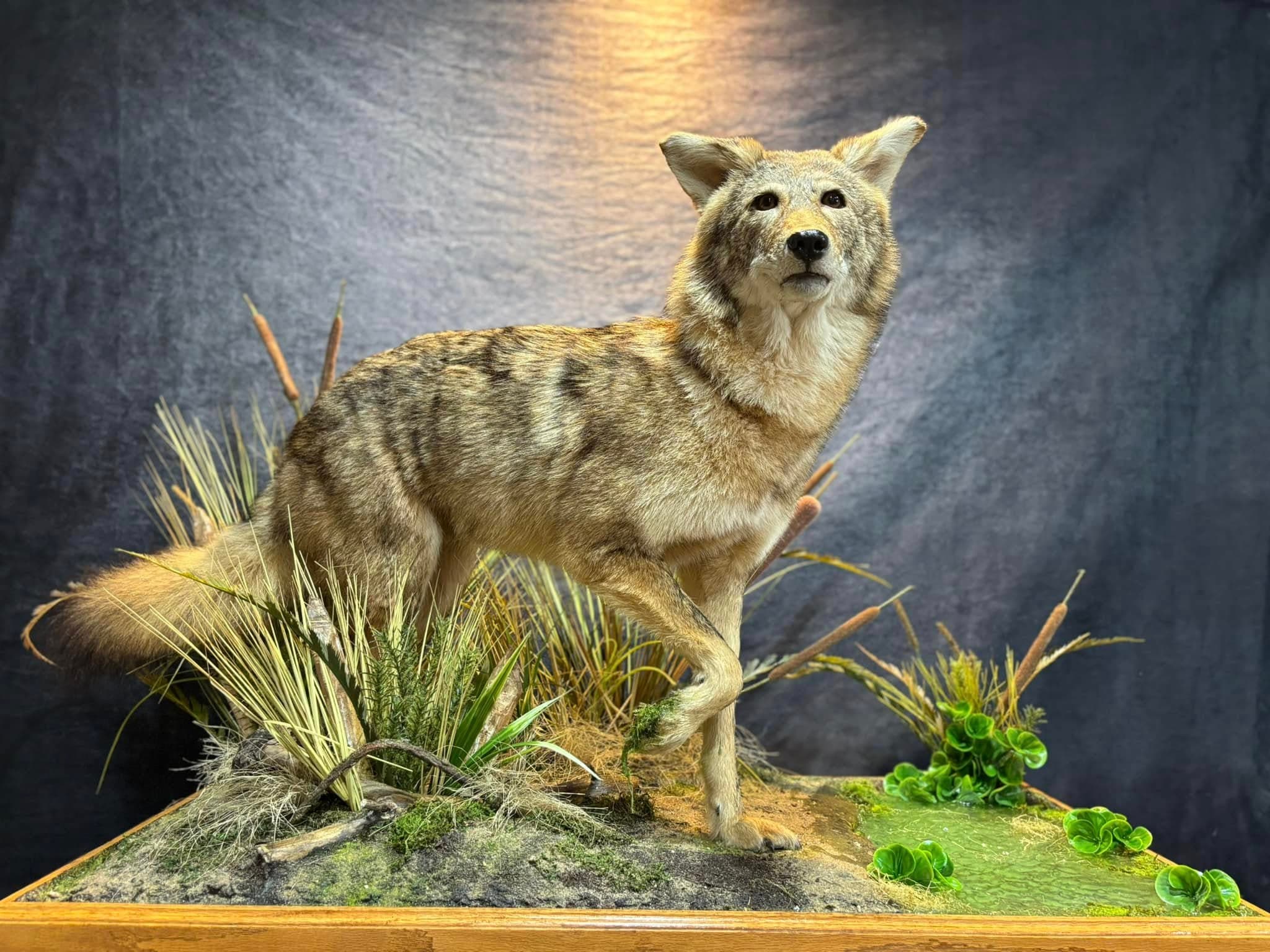 Mounted birds displayed with natural habitat elements.